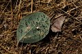 leaf  2